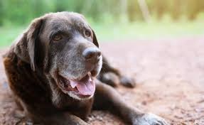 Senior Dog Wellness Blueprint Daily, Weekly, and Monthly Checks