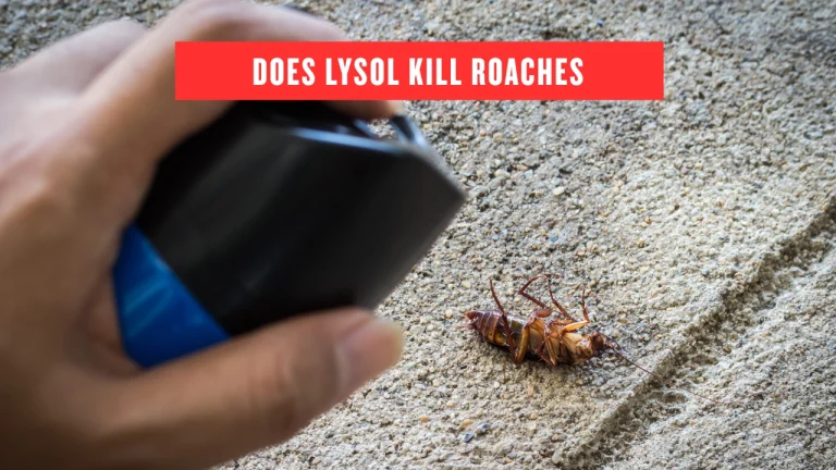 does lysol kill roaches
