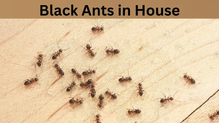 Black Ants in House