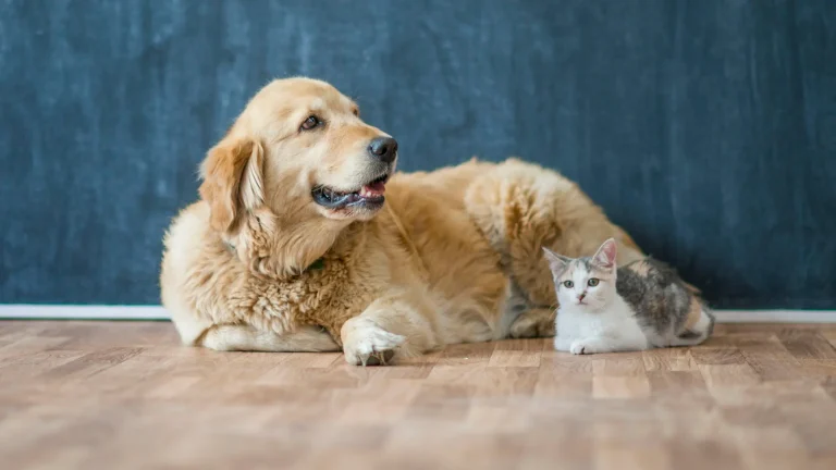 Is a Dog or Cat Right for You? How to Choose the Perfect Pet